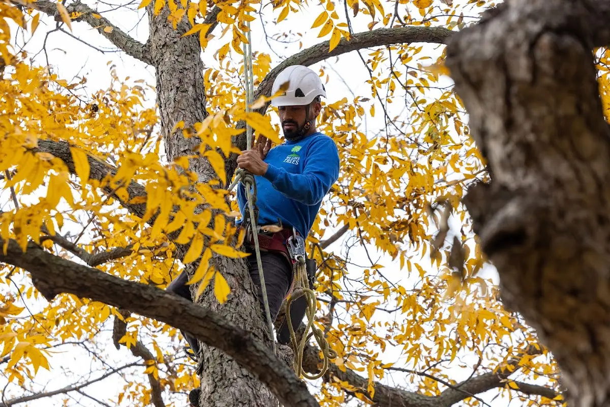 Skilled Tree Planting crew working in Ransomville